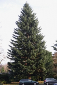 Weißtanne (Abies alba)